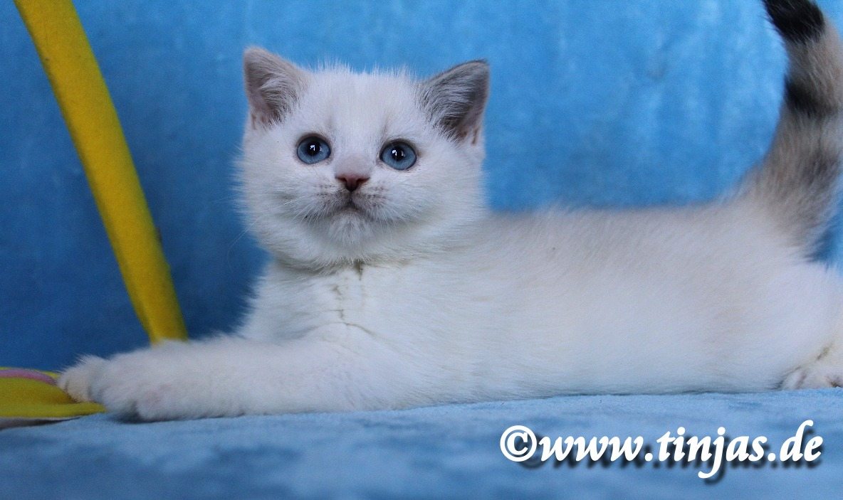 seal silver torbie ticked point-white</A>